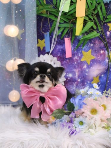 20250712プリンちゃん